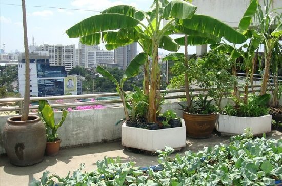 Care should be taken while planting large trees on the terrace